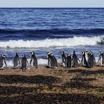 imgi_149_Pingüino-magallanes-Pat.-Azul-Maike-Friedrich-04572