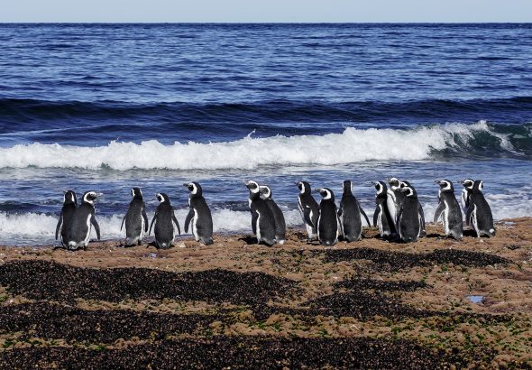 imgi_149_Pingüino-magallanes-Pat.-Azul-Maike-Friedrich-04572