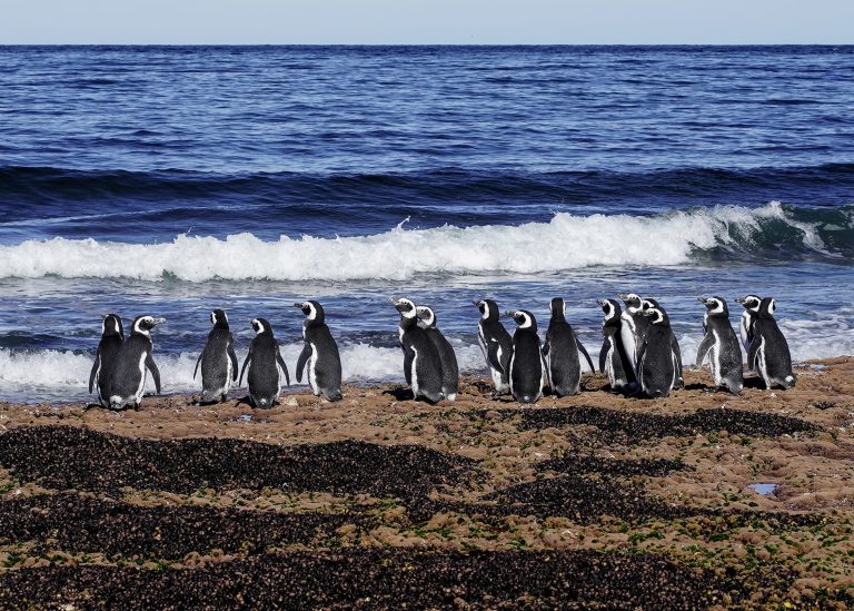 imgi_149_Pingüino-magallanes-Pat.-Azul-Maike-Friedrich-04572