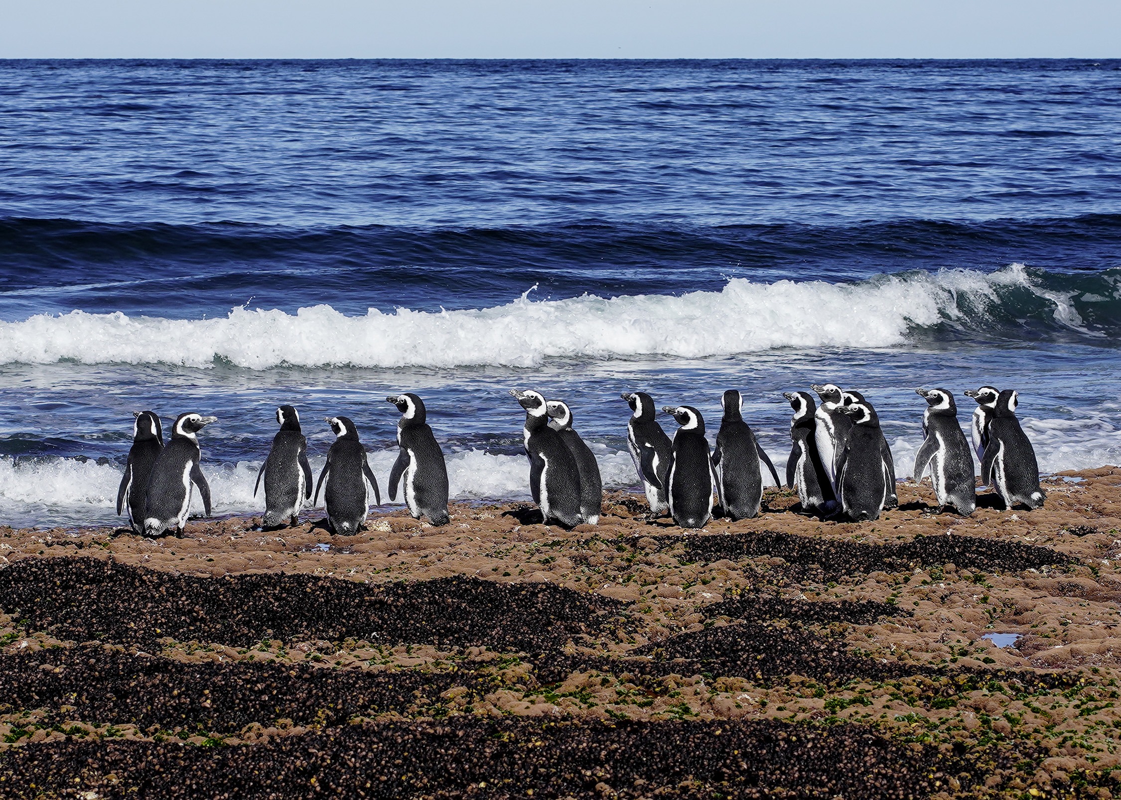 imgi_149_Pingüino-magallanes-Pat.-Azul-Maike-Friedrich-04572
